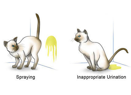 Cat Spraying Why Does It Happen And What You Can Do Pet Parents