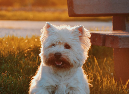 Why Breeding Your Dog On Her First Heat Is Not Ok Pet Parents