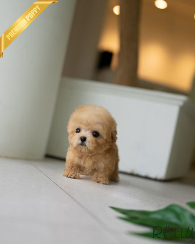 Rolly Teacup Puppies Rolly Pups Inc