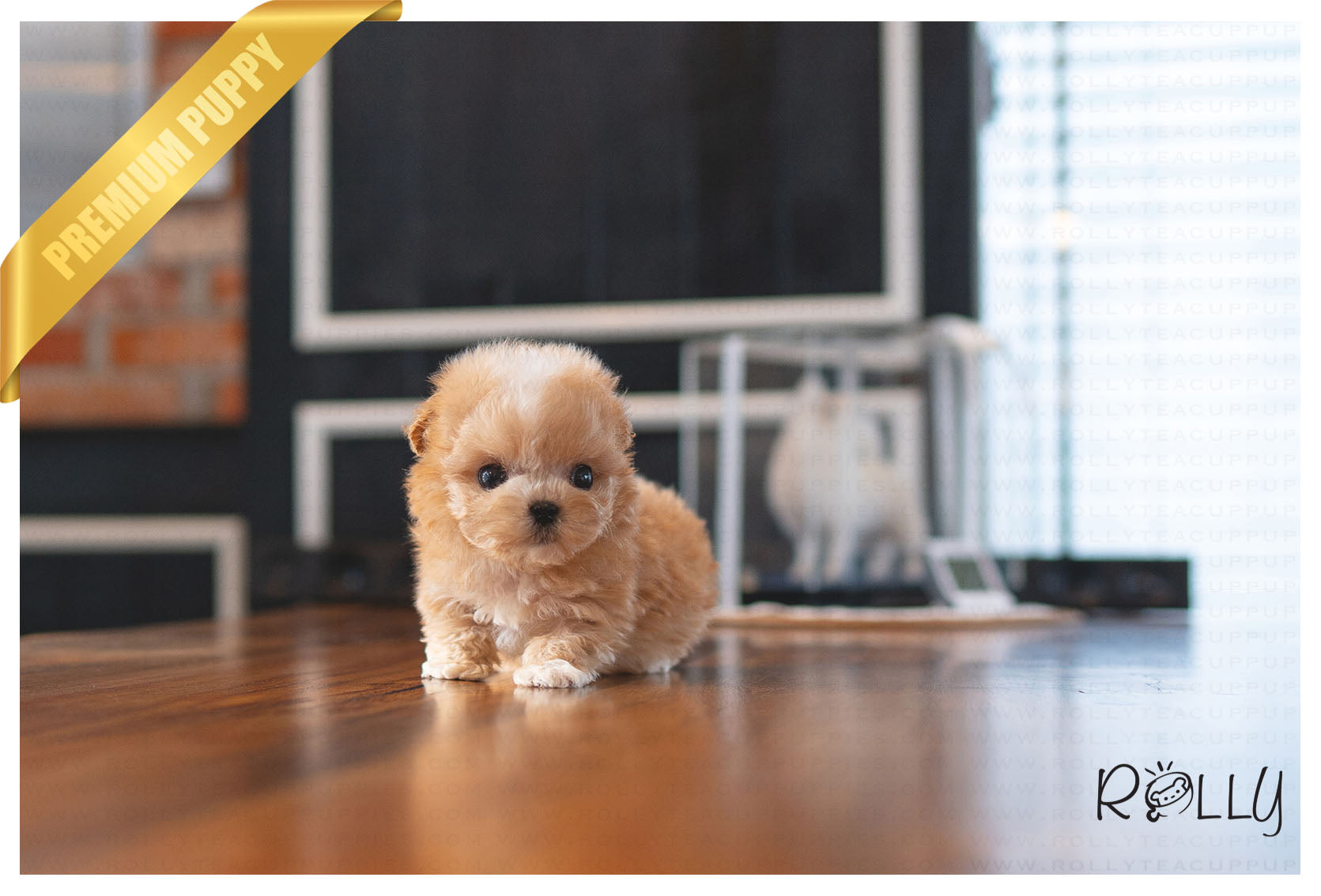 Products Rolly Pups Inc