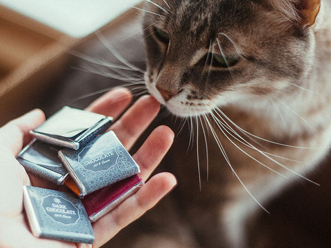 Can I Give My Cat Chocolate Freakypet