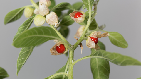The Top 5 Ashwagandha Benefits For Hair And How To Get Them