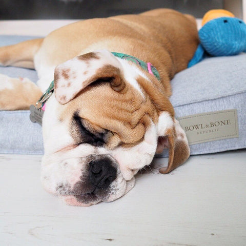 Dog Supplies Dog Products Romypets