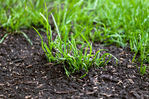 What Is Bermuda Grass And How To Grow It In Your Garden