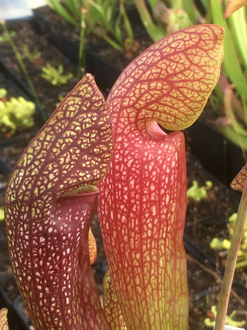 Sarracenia En Direct Du Producteur Plante Carnivore Mots Cles Hybride Carniflore