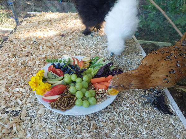 Chickens with a plate of everything they can eat