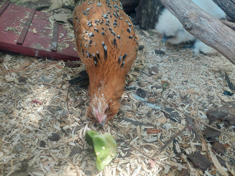 A chicken eating a bell pepper