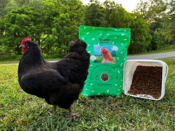 A chicken with snacks in the background