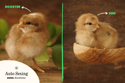 Auto-sexing chicks