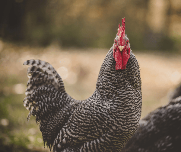 A Barred Rock chicken