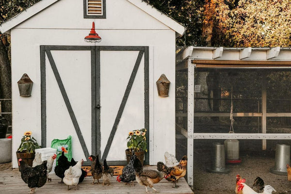A chicken coop and a group of chickens waiting for their high protein diet for molting