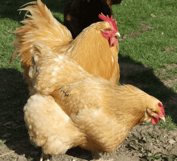 Two Buff Orpingtons 