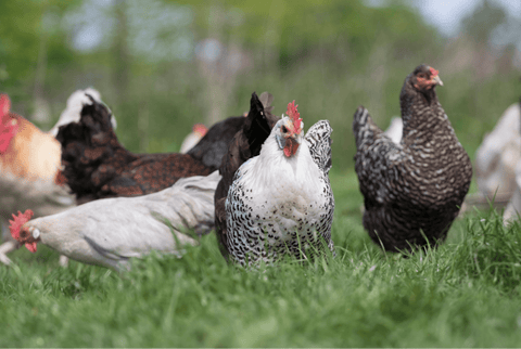 A Campine standing among other chickens