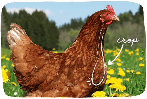 A diagram of where the chicken’s crop is