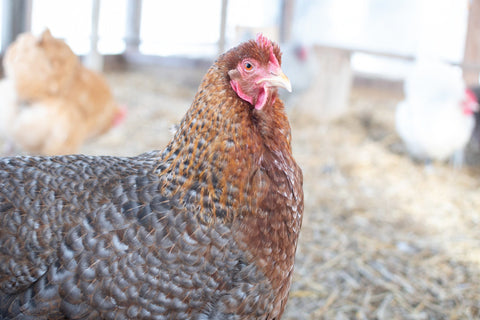 A chicken with a healthy crop