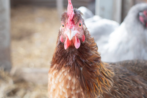 A reddish-brown chicken staring at the viewer, wondering what crop impaction is