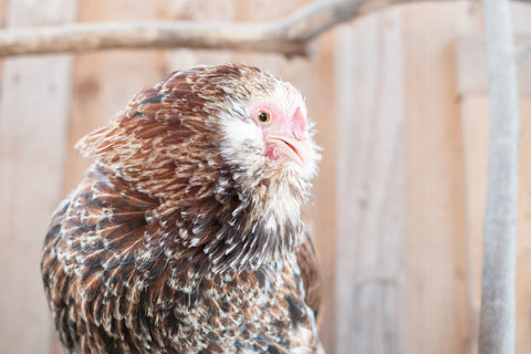 A Chicken that is fluffed up
