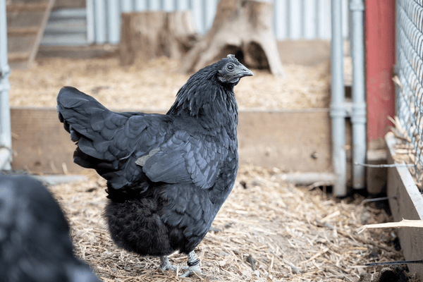 A solitary black chicken inside their chicken run