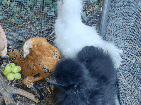 Chickens eating grapes