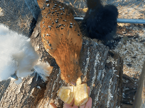 Chickens eating bananas