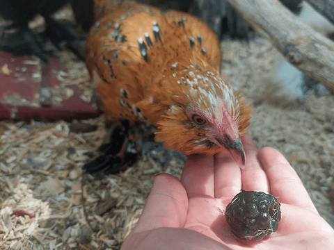 A chicken eating a blackberry