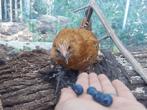 A chicken eating blueberries