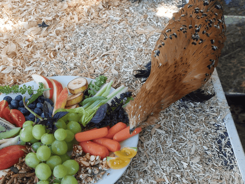 A chicken checking out carrots