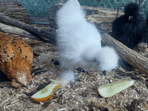 A silkie chicken eating cucumber