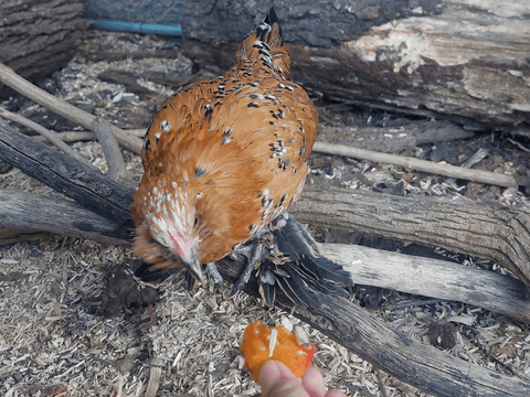 A chicken eating a tomato