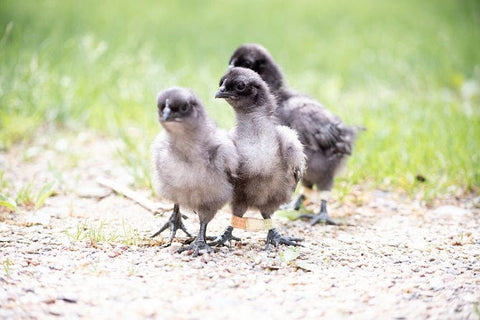 Hobble on Baby Chick