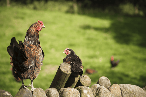 Two Derbyshire Redcaps on a stone wall