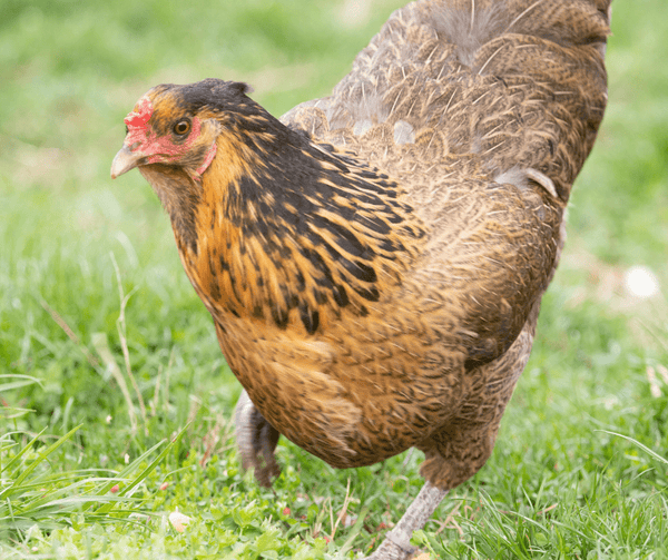 Easter Egger chicken