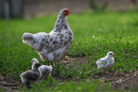 An Erminette hen with her chickens in a yard