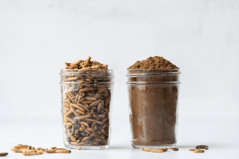 A jar of grubs showing the raw ingredient: grubs next to a jar of grub protein