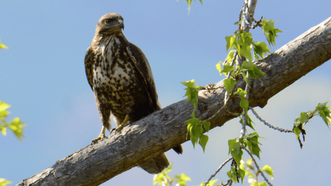A hawk looking at a flock of chickens out of frame