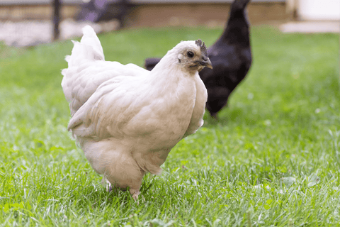 A Hedemora chicken standing in grass