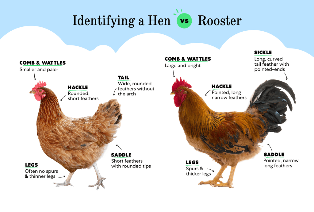 Side by side comparison of a rooster and hen