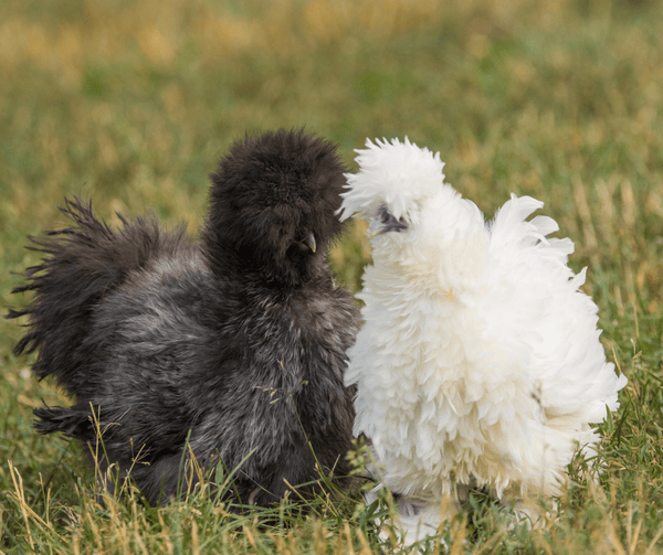 Chicken breeds that are notoriously hard to sex: frizzle silkie and silkie