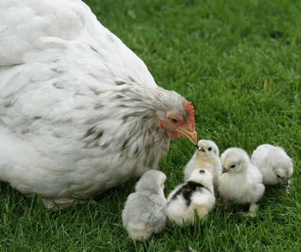 A mother hen with her baby chicks