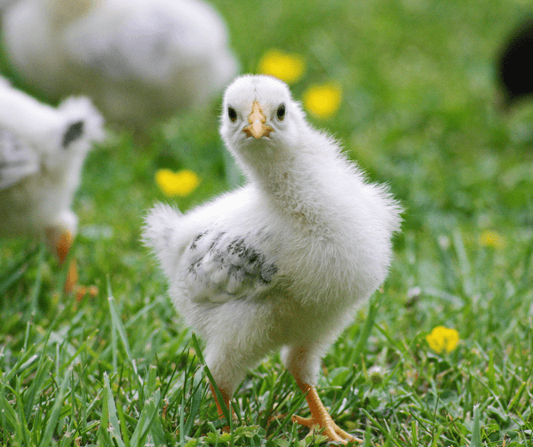 A Pullet staring at the camera