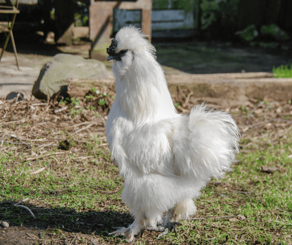 A white silkie rooster
