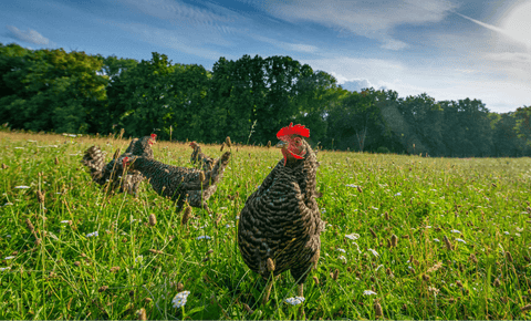 A Holland chickens in a field