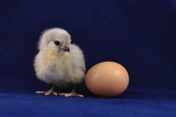 Lavender Ameraucana chick next to an egg