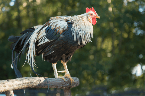 An Onagadori rooster perched on a branch