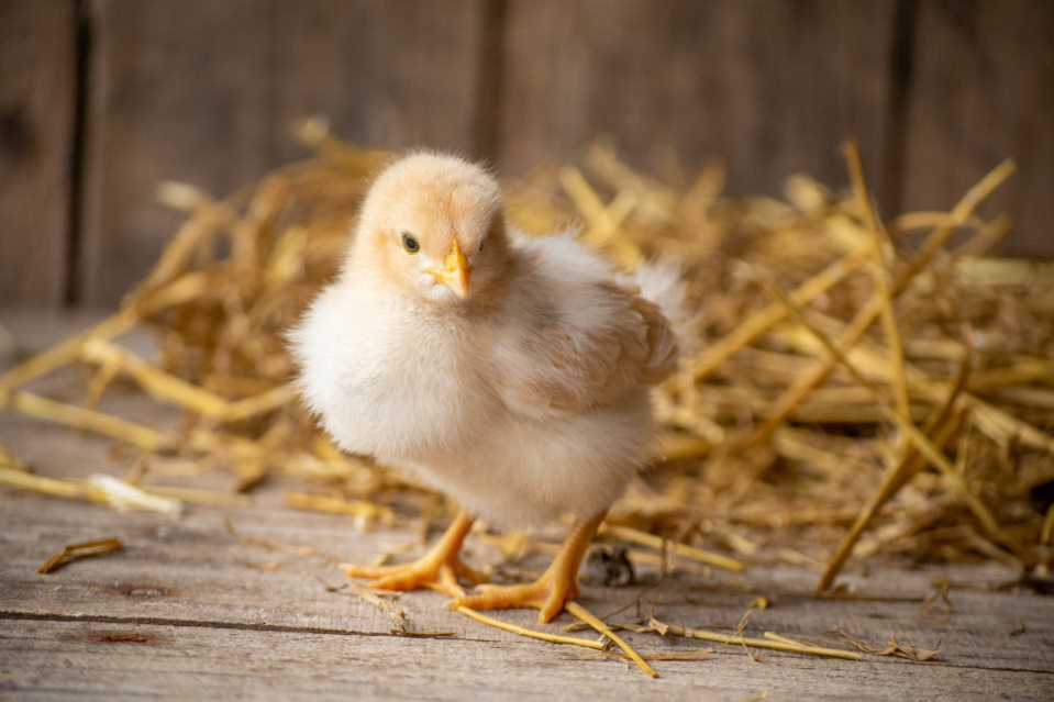 A healthy chick without pasty butt