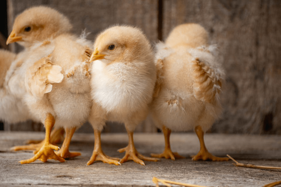 3 chicks whose owner prevented pasty butt