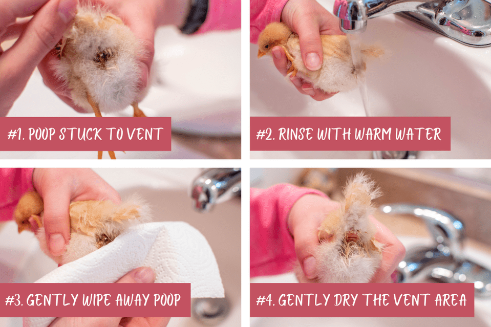 How to treat pasty butt step by step guide with photos