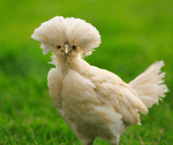 A Polish pullet chicken