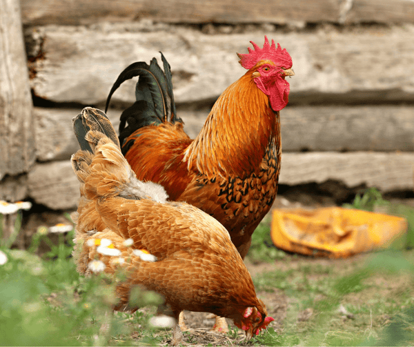 Rooster and hen