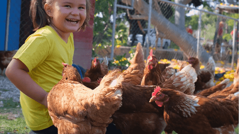 A little girl laughing with a bunch of chickens